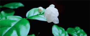 茉莉花花期如何管理，茉莉花什么時(shí)候開(kāi)花