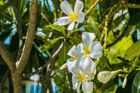 雞蛋花