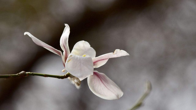 玉蘭花花語(yǔ)是什么