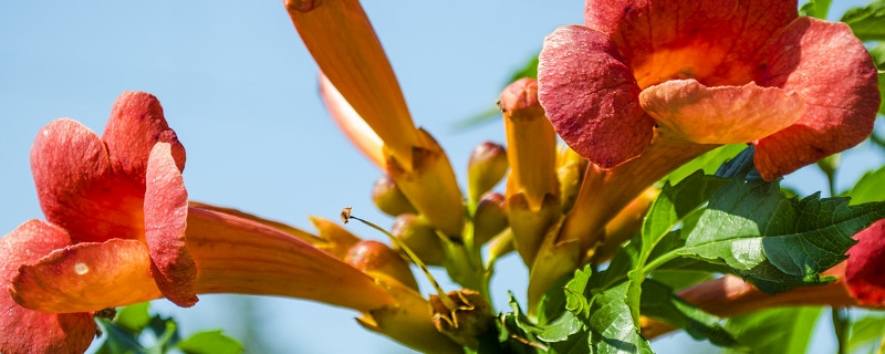 陽臺(tái)如何養(yǎng)凌霄花，需要注意什么