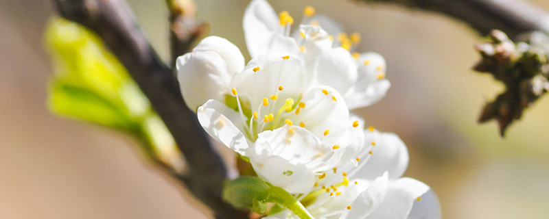 梅花修剪時(shí)間和方法，梅花修剪后的傷口如何處理