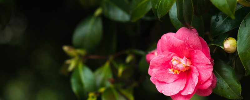 陽臺(tái)如何養(yǎng)山茶花，需要注意什么