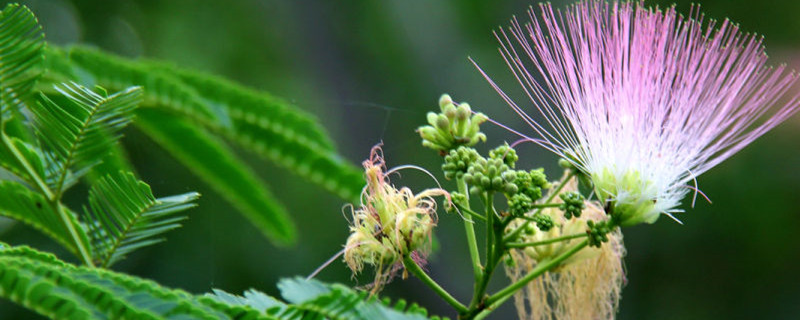 陽臺(tái)如何養(yǎng)合歡花，需要注意什么