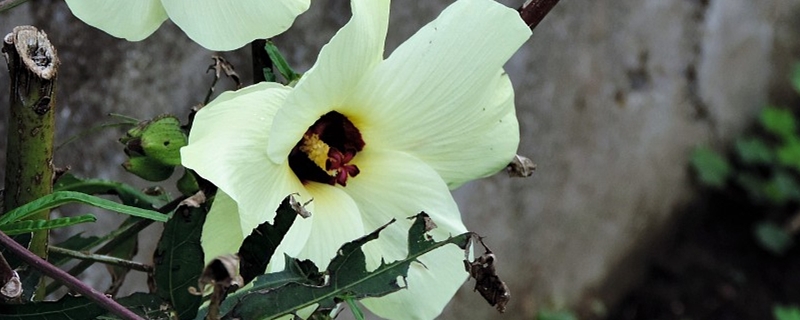 陽臺(tái)如何養(yǎng)花煙草，需要注意什么