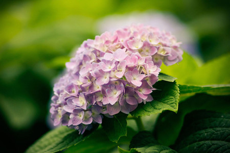 繡球花