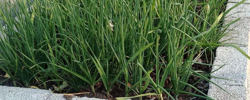 大蒜種植時(shí)間和方法，大蒜怎么種