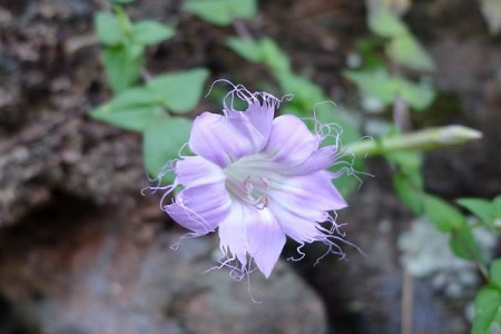 紅花龍膽