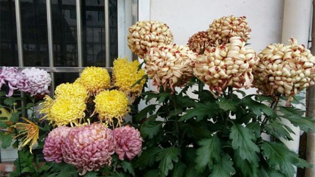 菊花什么時(shí)候開(kāi)花