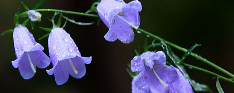 風(fēng)鈴草澆水的時間/方法/水量/頻率