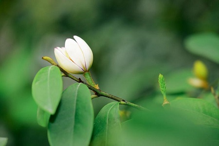 美麗的含笑花