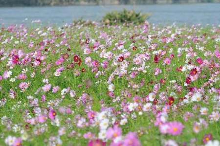 波斯菊花海