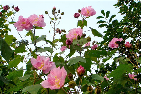 木芙蓉樹(shù)