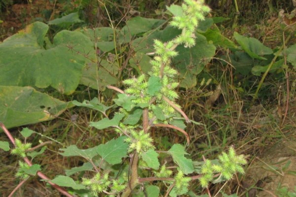 這些“毒草”酷似野菜，不小心吃下去，差點要了他的命！