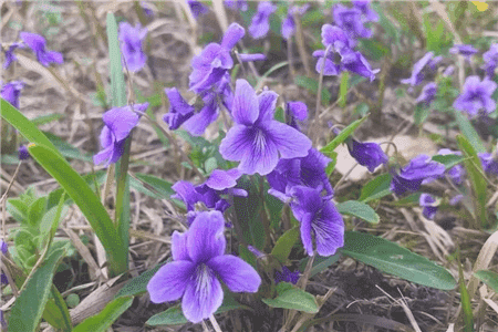 紫花地丁