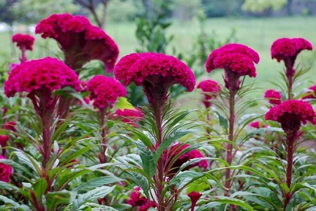 漂亮的雞冠花