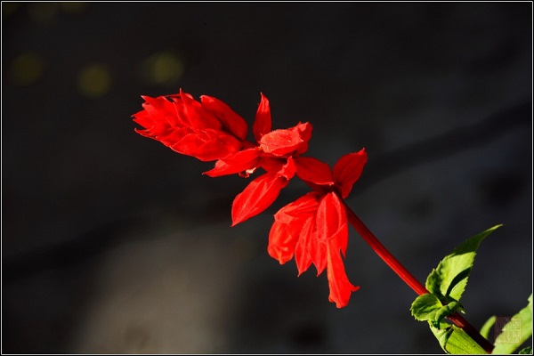 一串紅的花語(yǔ)是什么