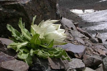 雪蓮花