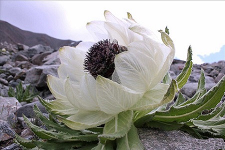 雪蓮花