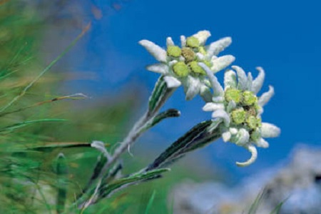 雪絨花