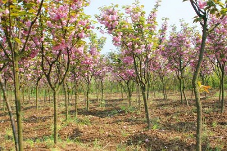 櫻花樹林