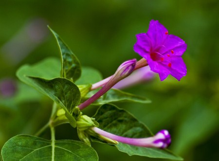 紫茉莉