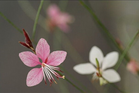 千鳥花