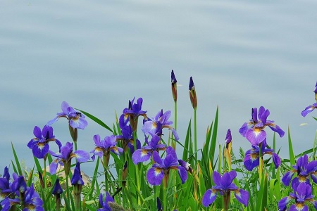 鳶尾花