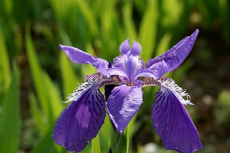 鳶尾花