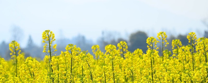 油菜花怎么養(yǎng)長的好