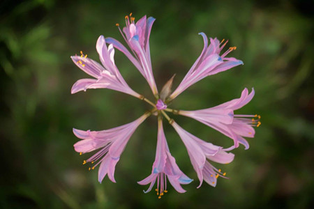 換錦花