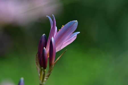 換錦花