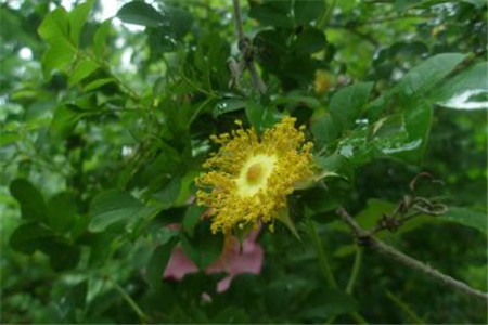 繅絲花