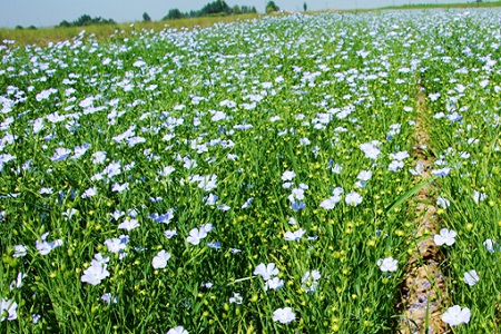 藍亞麻