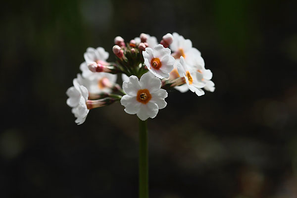 櫻草的花語(yǔ)及傳說(shuō)