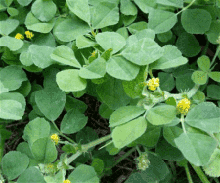 天藍(lán)苜蓿開的小花