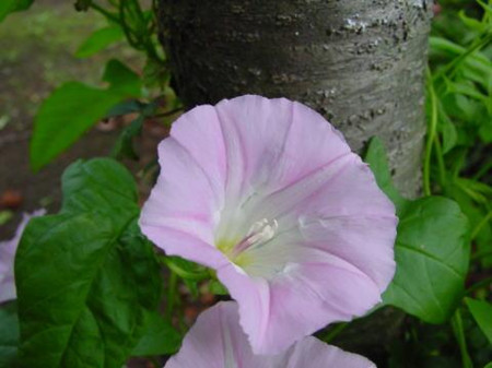 白花銀背藤開(kāi)花