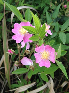 野薔薇