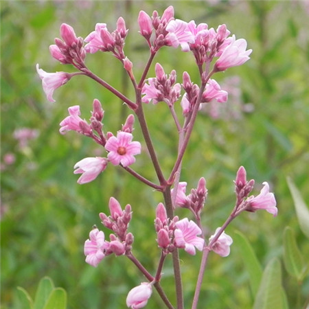 羅布麻植株開(kāi)花