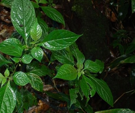 紅絲線(xiàn)植株