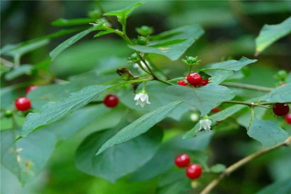 紅絲線(xiàn)的功效與作用