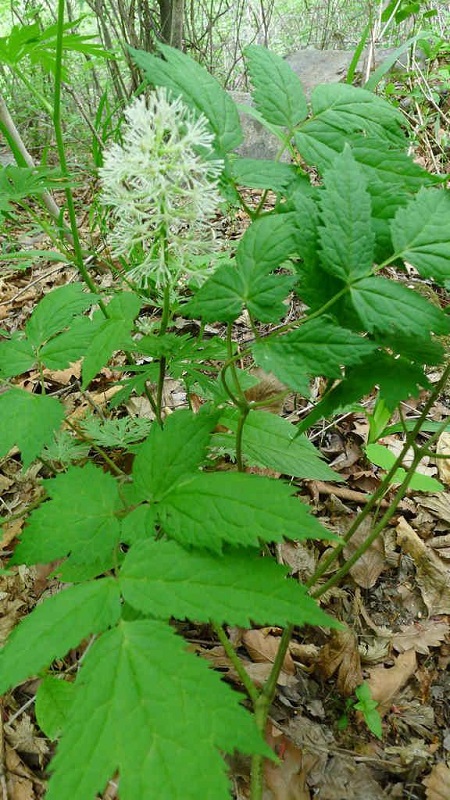 類葉升麻植株