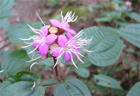 葉底紅開花