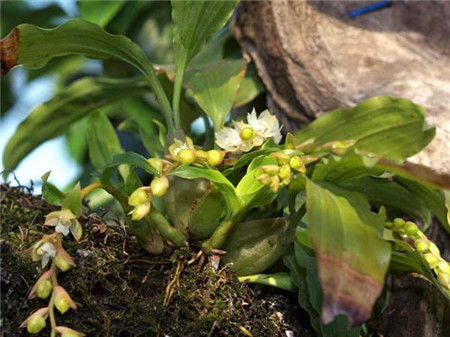 石仙桃植株