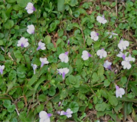 開(kāi)花的通泉草