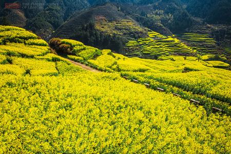 油菜花