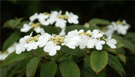 七子花開花