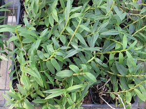 環(huán)草石斛是植株