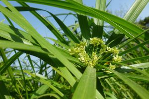 家里養(yǎng)水竹風(fēng)水好嗎？