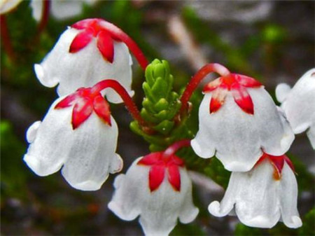 水靈芝