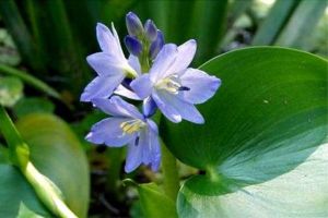 梭魚草和雨久花的區(qū)別